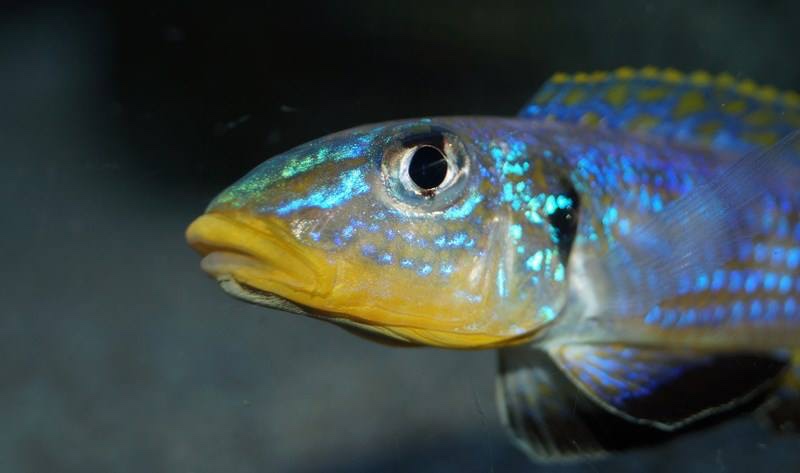 Enantiopus sp. 'kilesa'